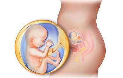 La Bassa Placentazione durante la Gravidanza: Sintomi e Cause