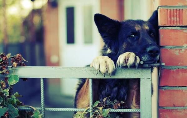 Racconti Popolari sui Cani: Segni e Credenze