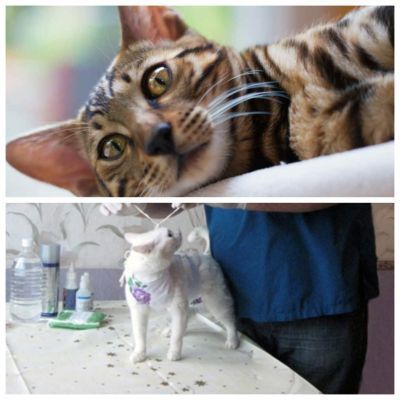 Scarico Purulento da un Gatto Sterilizzato: Cause e Trattamento